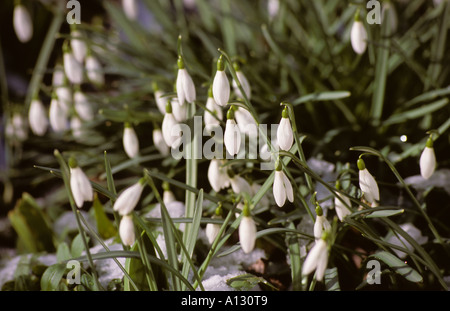 Primo piano di Snowdrops fiori bianchi fiori bianchi fiori bianchi in inverno latino galanthus nivalis Inghilterra UK Regno Unito GB Gran Bretagna Foto Stock