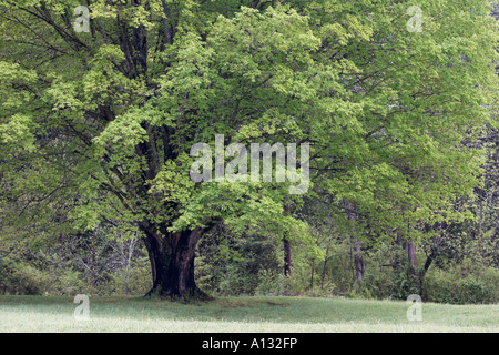 Una grande quercia con nuove foglie a molla Foto Stock
