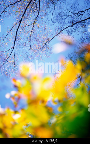 Looking up at clear blue sky through backlit yellow Beech tree leaves with a tall Silver Birch tree in the background Foto Stock