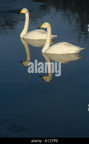 Whooper cigni Cygnus cygnus Foto Stock