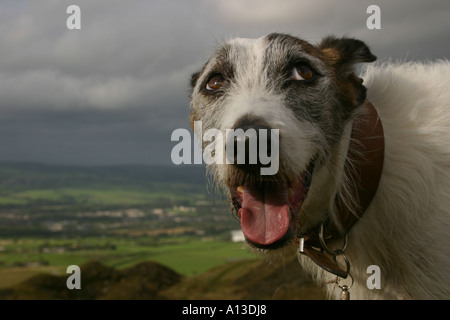 Cane ansimante sulla collina durante il cammino Foto Stock