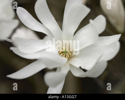 La magnolia nei toni del petalo di fiore close up bloom piuttosto Foto Stock