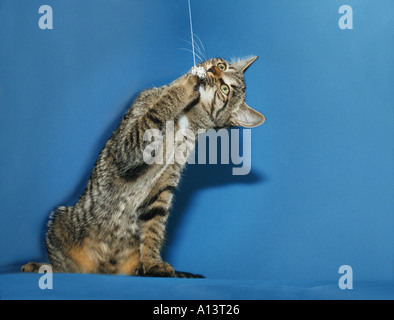 Giovani gattino gioca con una palla di carta su una stringa Foto Stock