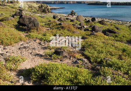 Paesaggio con Opuntia e le Galapagos Carpetweed portulacastrum edmonstonei, Sud Plaza, Galapagos Foto Stock