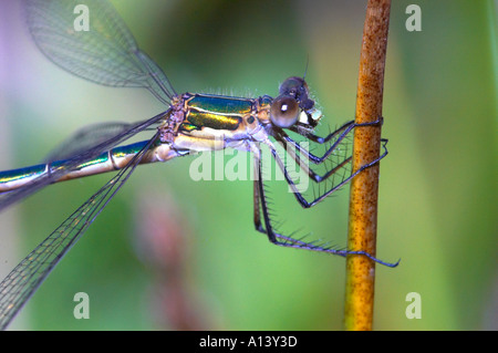 Un maschio di Emerald damselfly Lestes sponsa poggia su una levetta bullrush Foto Stock