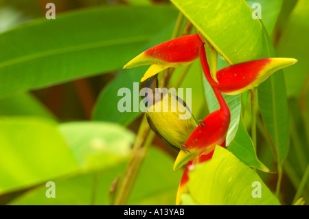 Pianura maschio throated Sunbird Anthreptes malacensis beve il nettare da un fiore Heliconia Foto Stock