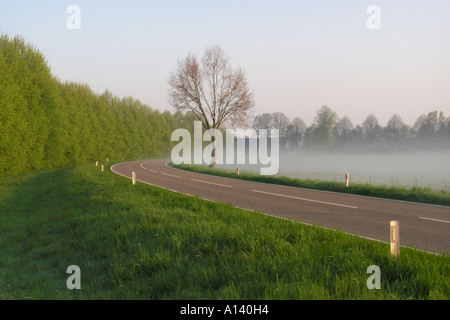 La nebbia strada fiancheggiata da alberi Foto Stock