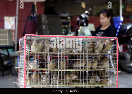 Donna vendita di uccelli per il rilascio come buona fortuna a Phuoc Hai tu Pagoda di Ho Chi Minh, Vietnam Foto Stock