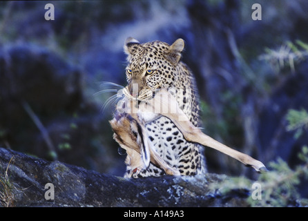 Leopard con kill di notte Masai Mara Kenya Foto Stock