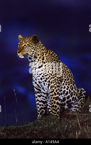 Leopard su segnalazione di notte Masai Mara Kenya Foto Stock