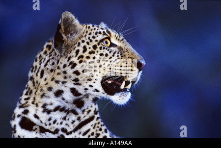 Leopard su segnalazione di notte Masai Mara Kenya Foto Stock