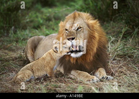 E LION CUB Masai Mara Kenya Foto Stock