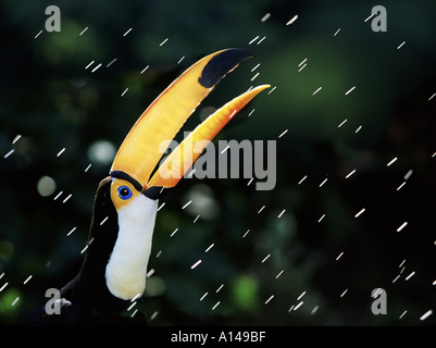 Toucan sotto la pioggia Foto Stock