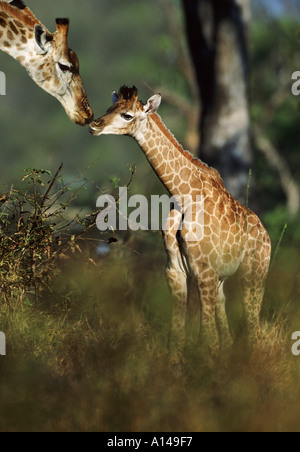 Giraffa e giovani del Sud Africa Foto Stock