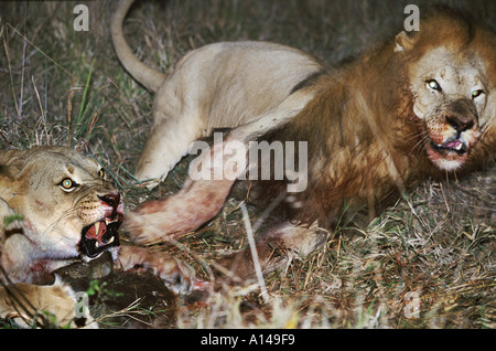 I Lions stanno lottando per un kill Sud Africa Foto Stock