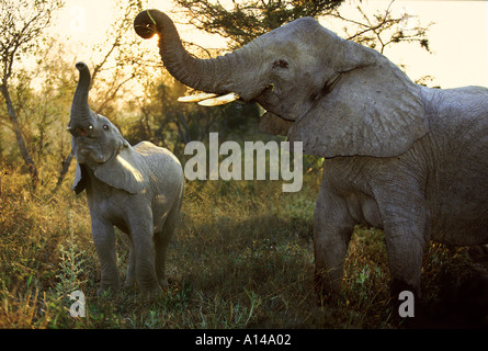 Gli elefanti africani al mattino presto in Sud Africa Foto Stock