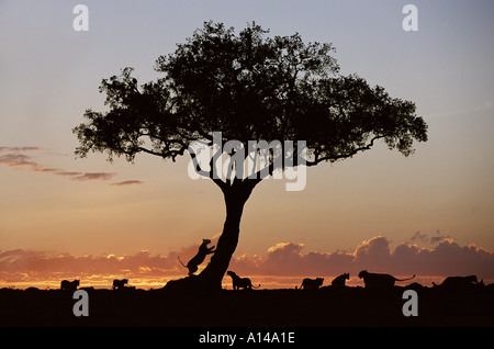I Lions stagliano al tramonto Masai Mara Kenya Foto Stock