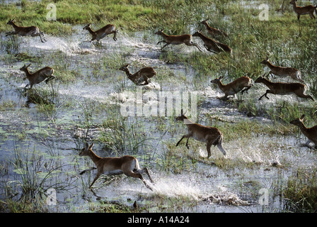 Antenna di lechwe rosso acceso attraverso acqua Okavango Delta Botswana Foto Stock