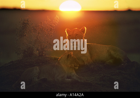 Giovani leoni in appoggio all'alba Masai Mara Kenya Foto Stock
