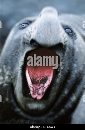 Guarnizione di elefante Hannah punto Antartide Foto Stock