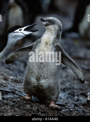 Bambino di pinguini dal sottogola Foto Stock