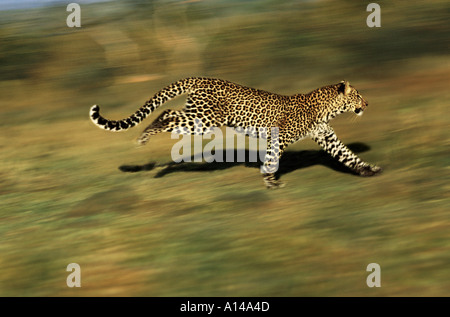 Leopard in esecuzione Masai Mara Kenya Foto Stock