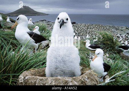 Nero browed albatross Steeple Jason Isole Falkland Foto Stock