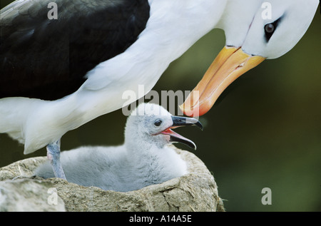 Nero browed albatross e chick Isole Falkland Foto Stock