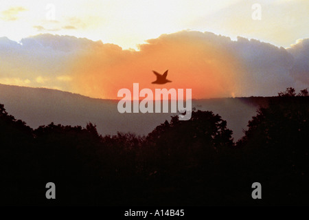 Autunno in scena a Windham New York Foto Stock