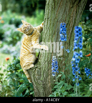 Talis un giovane di razza trasversale corto pelo di gatto paese impara a salire un albero Wiltshire UK UE Foto Stock