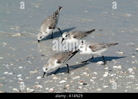 Florida uccelli acquatici sul costante guardare fuori per alimenti Foto Stock