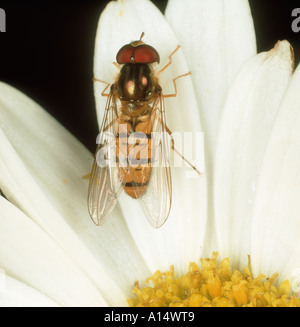 Sorvola di marmellata (Episryphus balteatus) adulto su un fiore composito Foto Stock