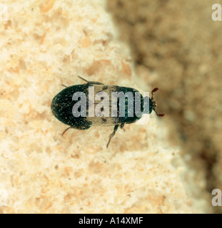 Dispensa beetle Dermestes lardarius store pest su pane Foto Stock