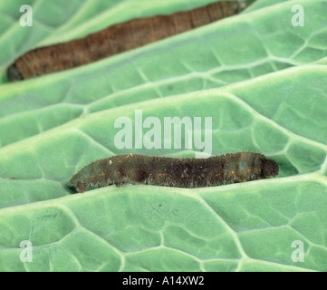 Morto il cavolo bianco butterfly caterpillar trattata con Bacillus thuringiensis BT Foto Stock