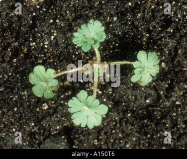 Tagliare lasciato gru s bill Geranium dissectum piantina con quattro foglie vere Foto Stock