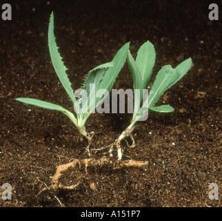 Perenne Sow thistle Sonchus arvense germogli da rizoma frammentati Foto Stock