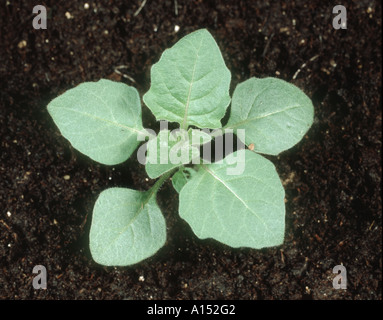 Erba morella Solanum nigrum pianta giovane Foto Stock