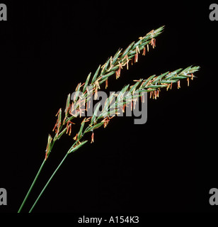 I picchi di fiori di couch Agropyron repens erba antere esteso Foto Stock