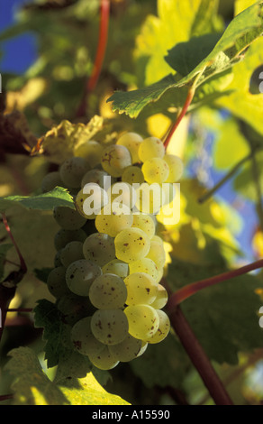 Le uve in vigneto Riesling Alsace Francia Foto Stock
