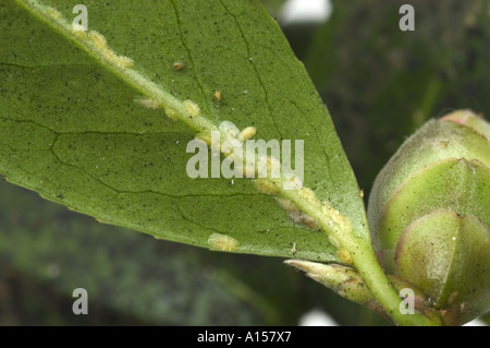 Soft scala marrone insetto coccus hesperidum lungo la Camellia leaf lato inferiore Foto Stock