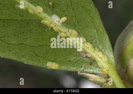 Soft scala marrone insetto coccus hesperidum lungo la Camellia leaf lato inferiore Foto Stock