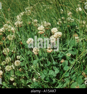 Trifoglio bianco Trifolium repens fiori in erba mista e pascolo di trifoglio Foto Stock