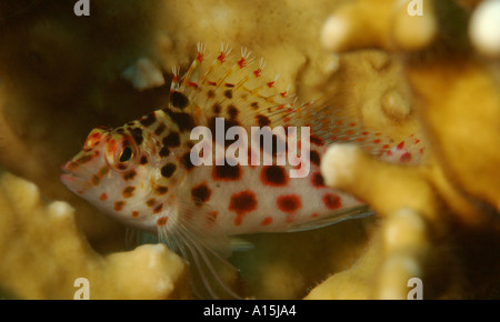 Pixie Hawkfish cirrhitichthys oxycephalus Foto Stock