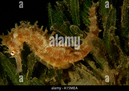 Spinosa Seahorse hippocampus jayakari Foto Stock