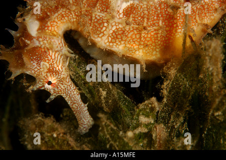 Spinosa Seahorse hippocampus jayakari Foto Stock