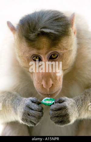 Ritratto di un cofano selvatici scimmia macaco mangiando un furto di menta dolce tosse contro uno sfondo bianco Foto Stock