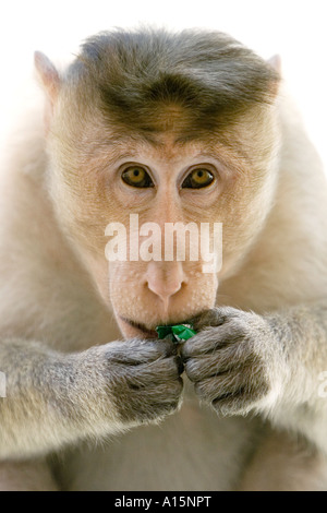 Ritratto di un cofano selvatici scimmia macaco mangiando un furto di menta dolce tosse contro uno sfondo bianco Foto Stock