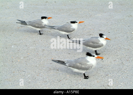 Florida uccelli acquatici sul costante guardare fuori per alimenti Foto Stock