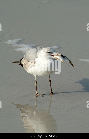 Florida uccelli acquatici sul costante guardare fuori per alimenti Foto Stock