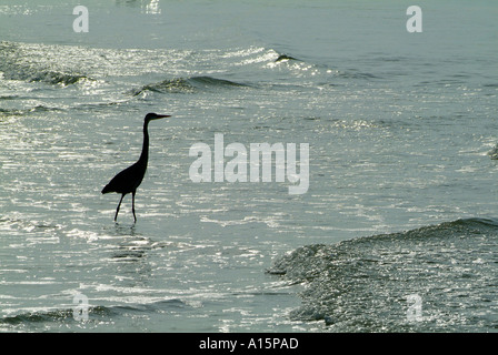 Florida uccelli acquatici sul costante guardare fuori per alimentare airone blu nel Golfo del Messico presso il St Petersburg Florida Foto Stock